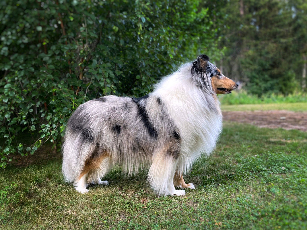 Pitkäkarvainen collie, Glorious Black Devil´s Greatest Legacy